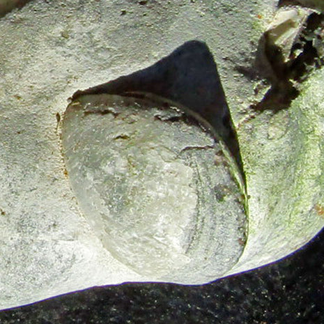 Versteinerte Brachiopode im Feuerstein, 70 Millionen Jahre alt