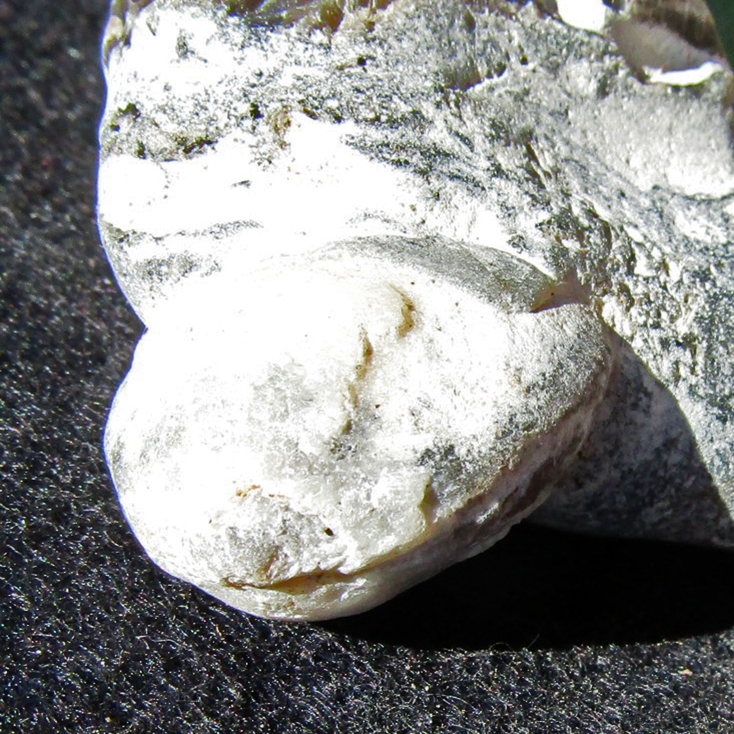 Versteinerter Armfüßer im Feuerstein, 70 Millionen Jahre alt