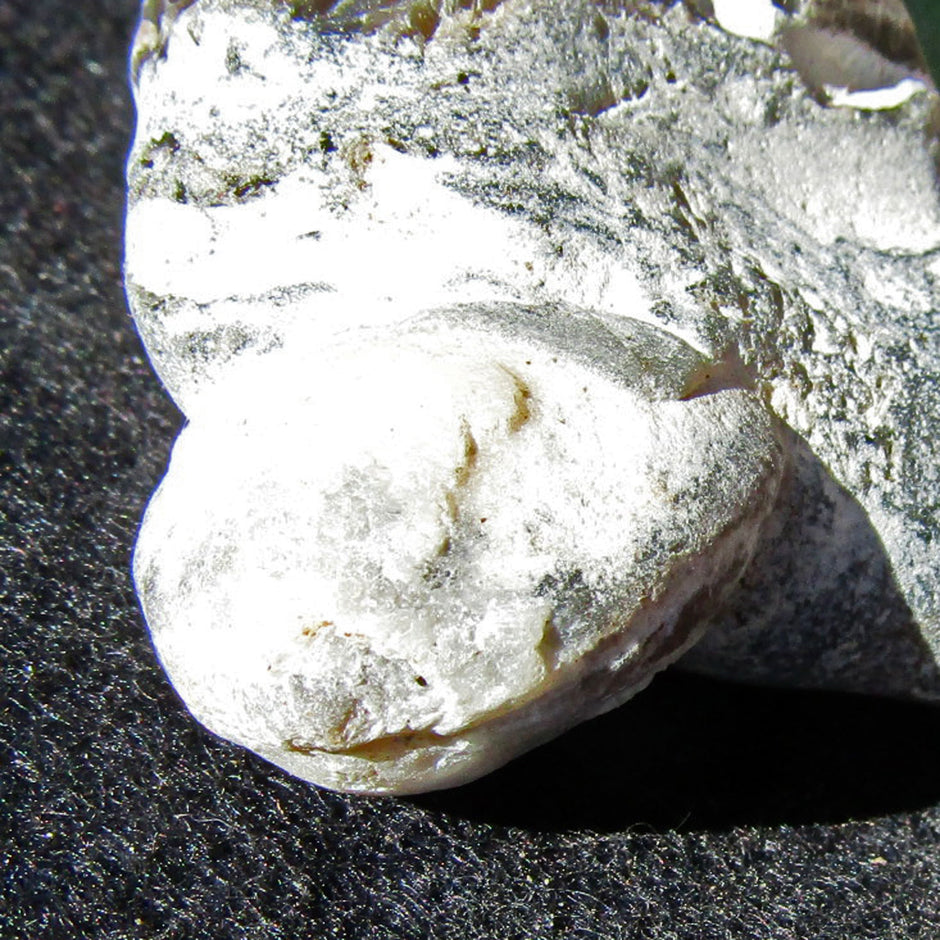 Versteinerter Armfüßer im Feuerstein, 70 Millionen Jahre alt