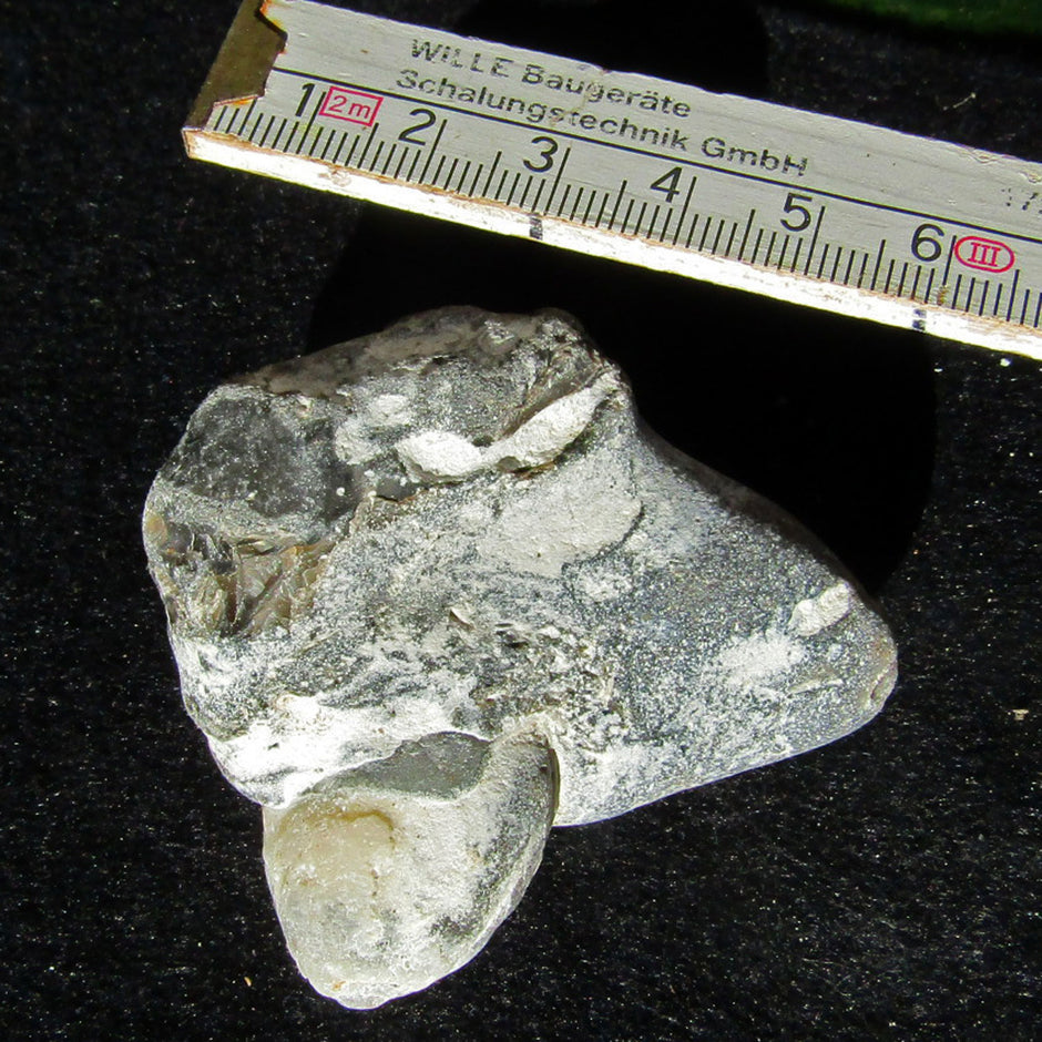 Versteinerter Armfüßer im Feuerstein, 70 Millionen Jahre alt