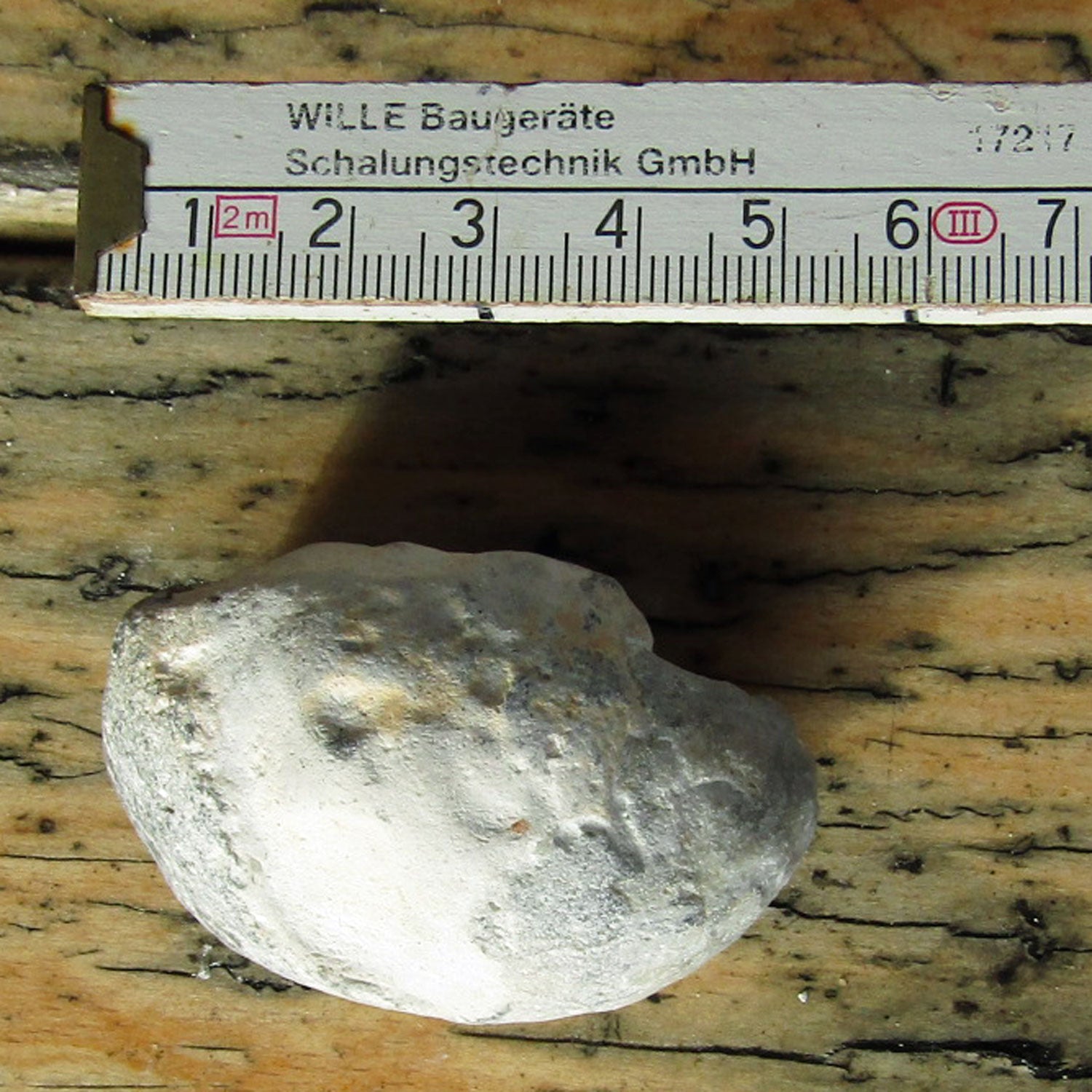 Steinkern Armfüßer - Fossil von der Insel Rügen, Unikat