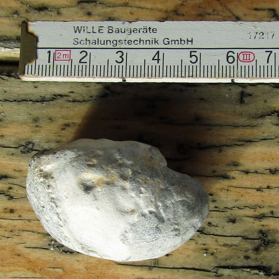 Steinkern Armfüßer - Fossil von der Insel Rügen, Unikat