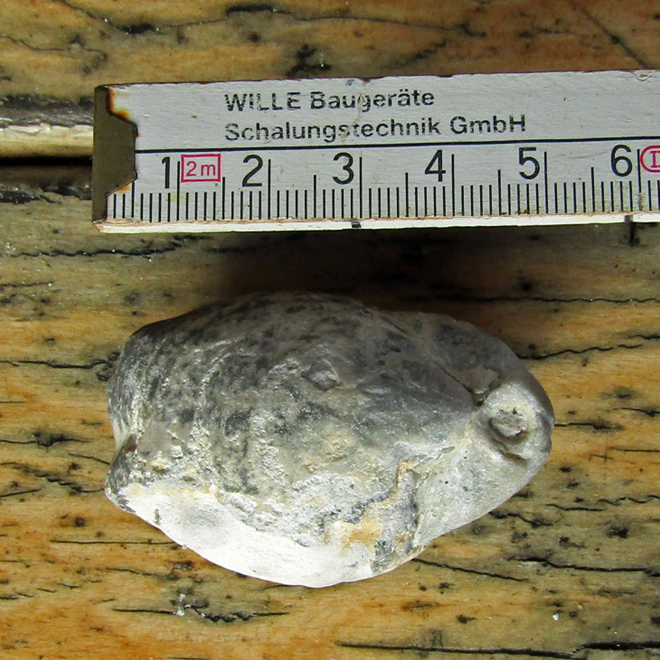 Steinkern Armfüßer - Fossil von der Insel Rügen, Unikat