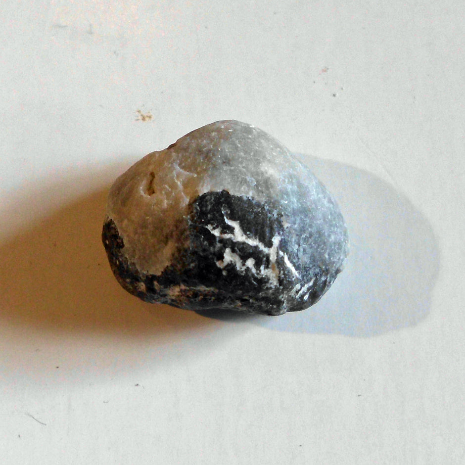 Versteinerter Armfüßer von Rügen, 70 Millionen Jahre alt