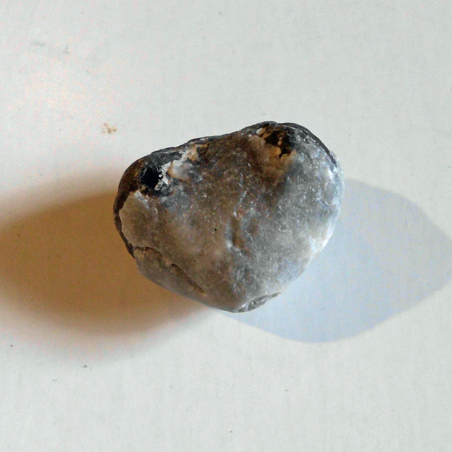 Versteinerter Armfüßer von Rügen, 70 Millionen Jahre alt