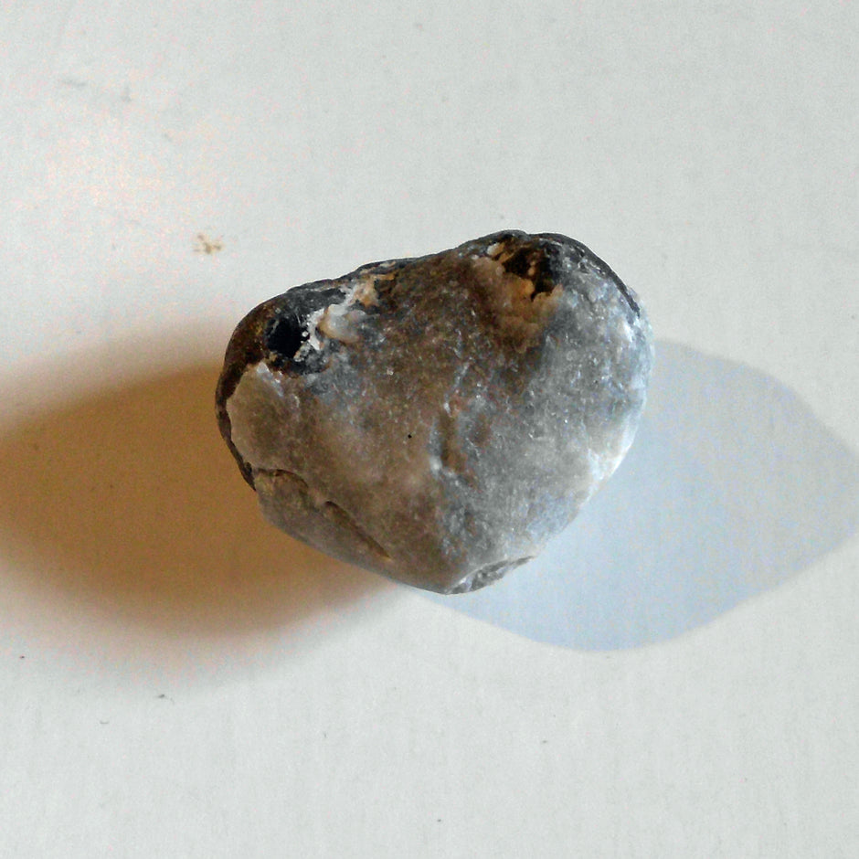 Versteinerter Armfüßer von Rügen, 70 Millionen Jahre alt