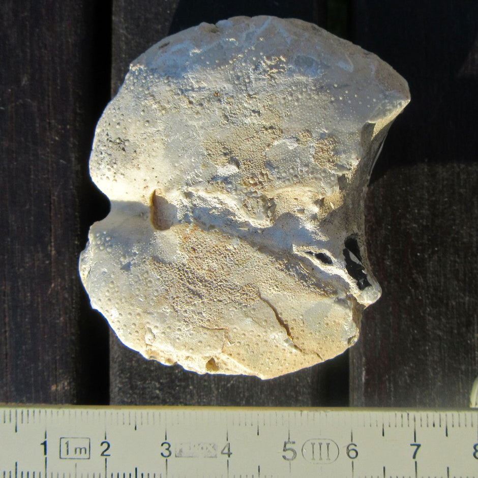 Versteinerter Herzseeigel aus Rügener Kreide, Unikat