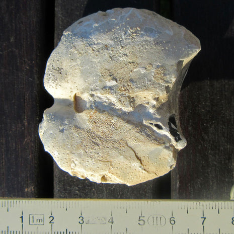 Versteinerter Herzseeigel aus Rügener Kreide, Unikat