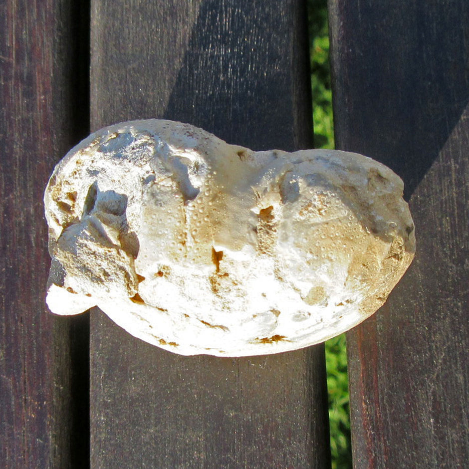 Versteinerter Herzseeigel aus Rügener Kreide, Unikat