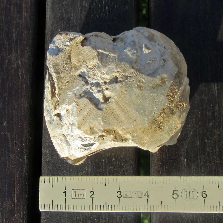 Versteinerter Herzseeigel aus Rügener Kreide, Unikat