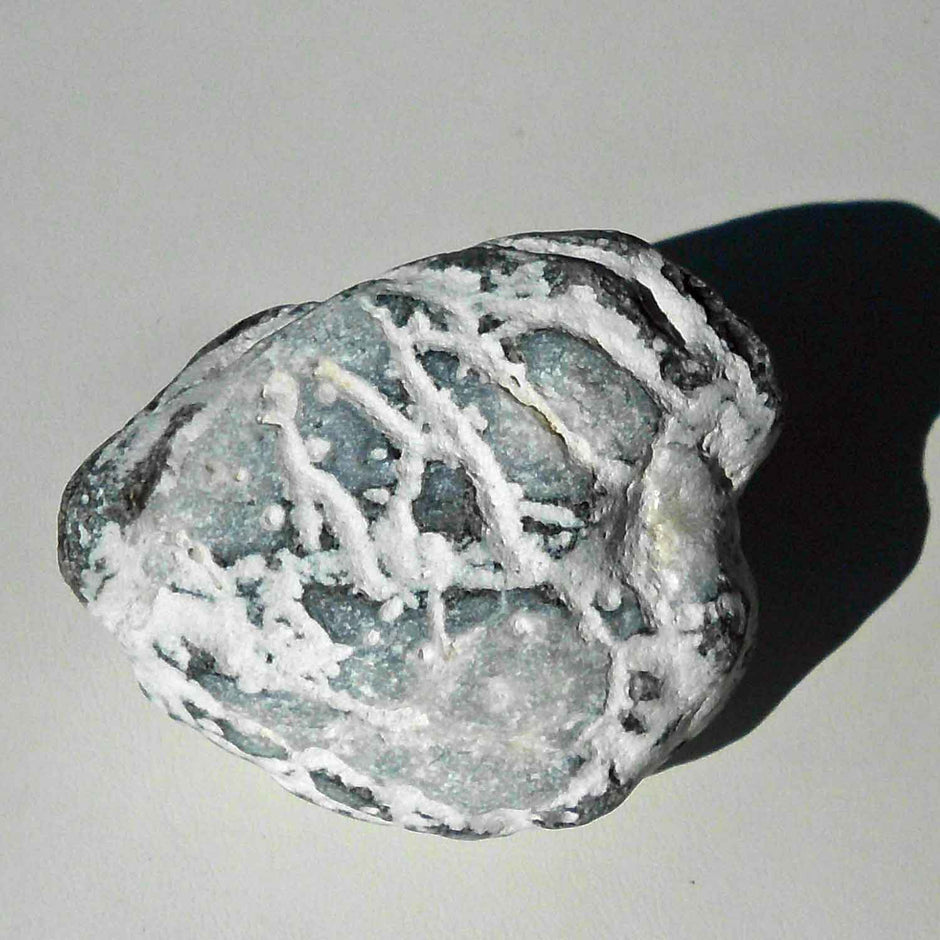 Versteinerter Herzseeigel von der Insel Rügen, 70 Mio. Jahre alt