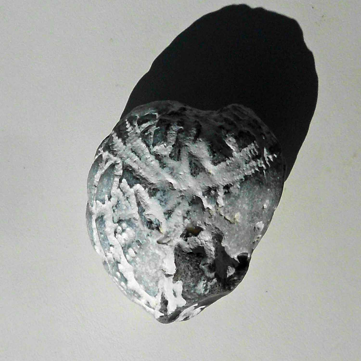 Versteinerter Herzseeigel von der Insel Rügen, 70 Mio. Jahre alt