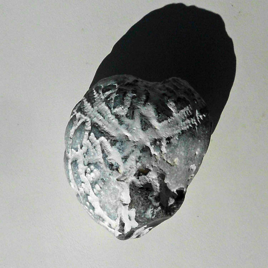 Versteinerter Herzseeigel von der Insel Rügen, 70 Mio. Jahre alt