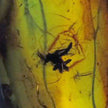 Klarer Bernstein mit Inkluse(Teil einer Spinne ? ) am Drahtcollier