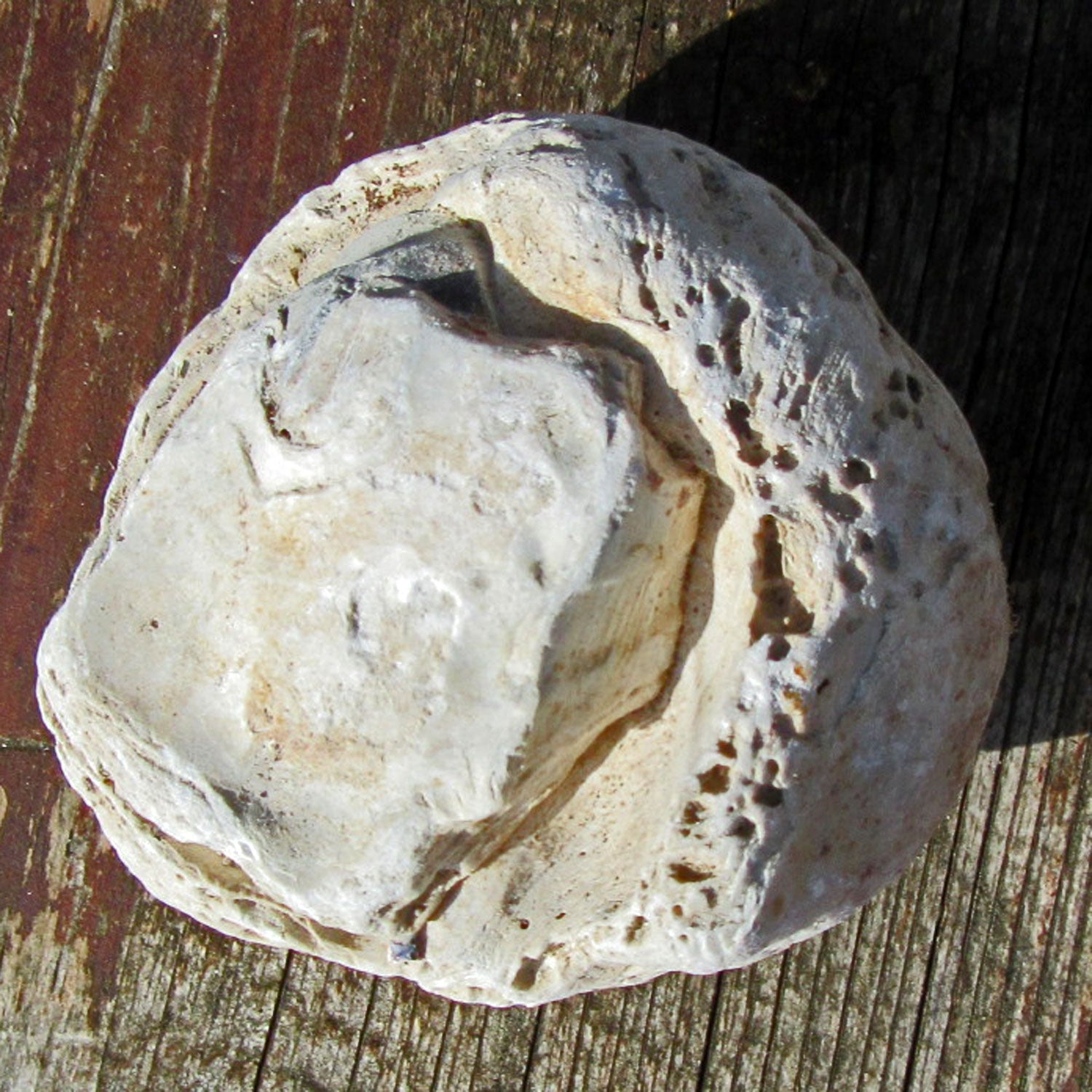 Oberschale einer Dickmuschel mit Wurmgängen, Unikat