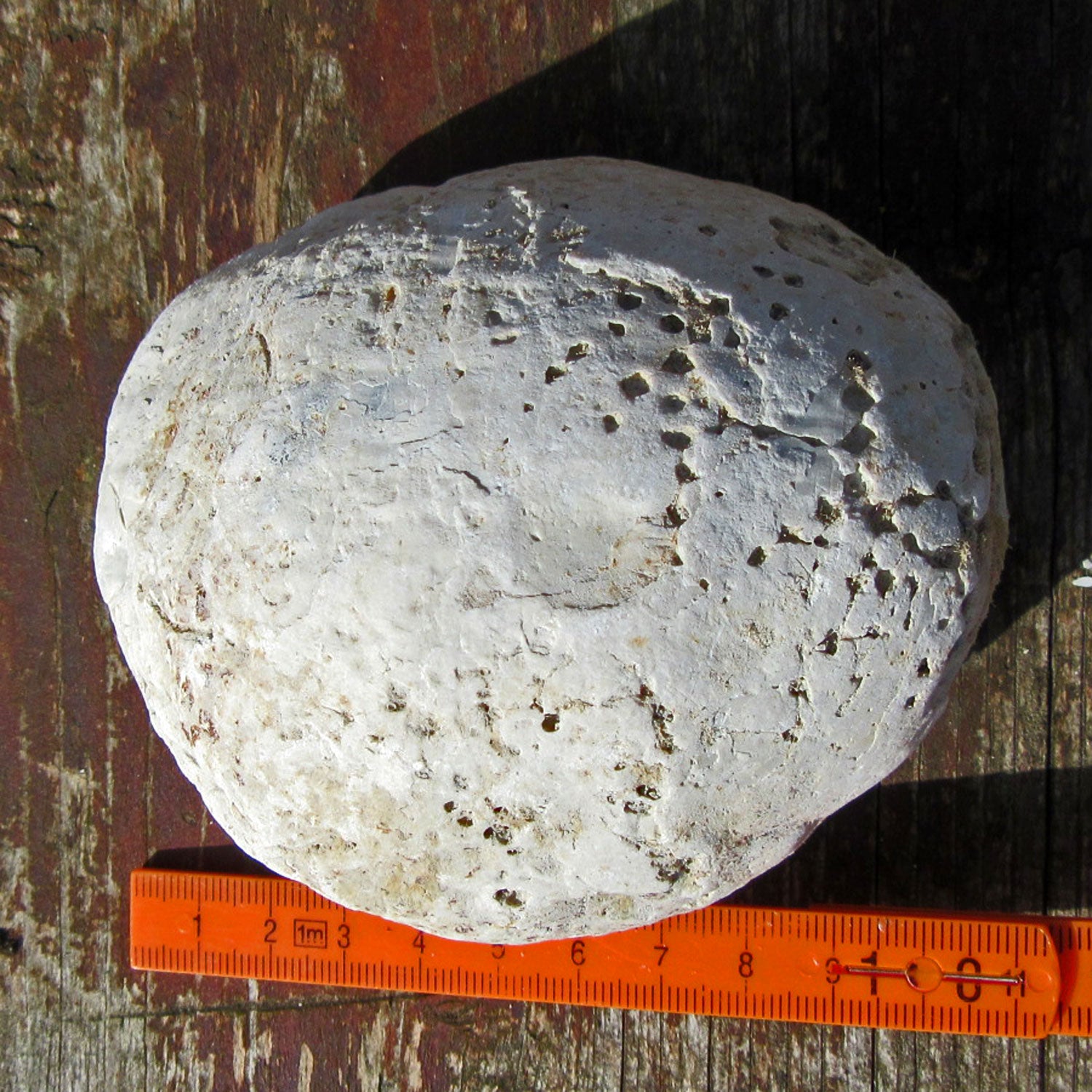 Oberschale einer Dickmuschel mit Wurmgängen, Unikat