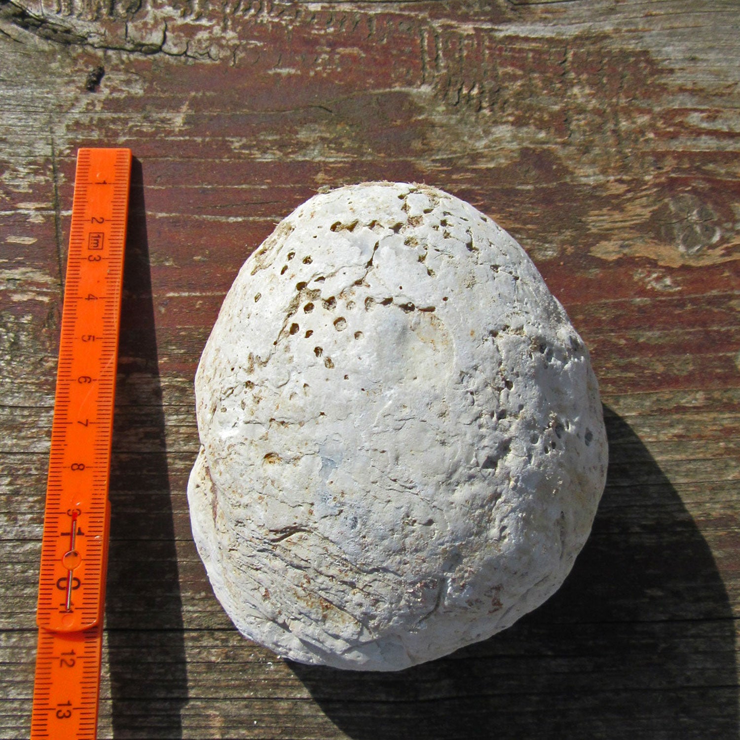 Oberschale einer Dickmuschel mit Wurmgängen, Unikat