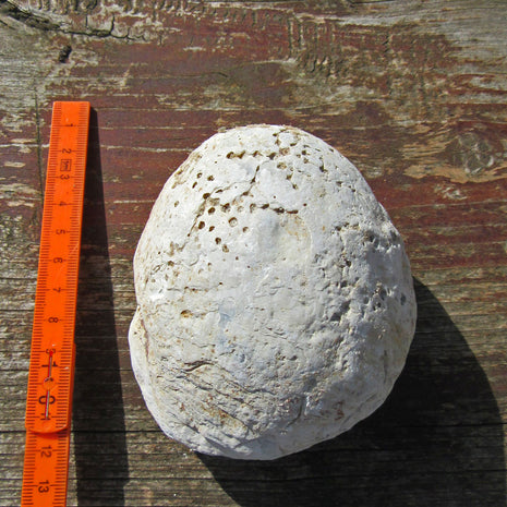 Oberschale einer Dickmuschel mit Wurmgängen, Unikat