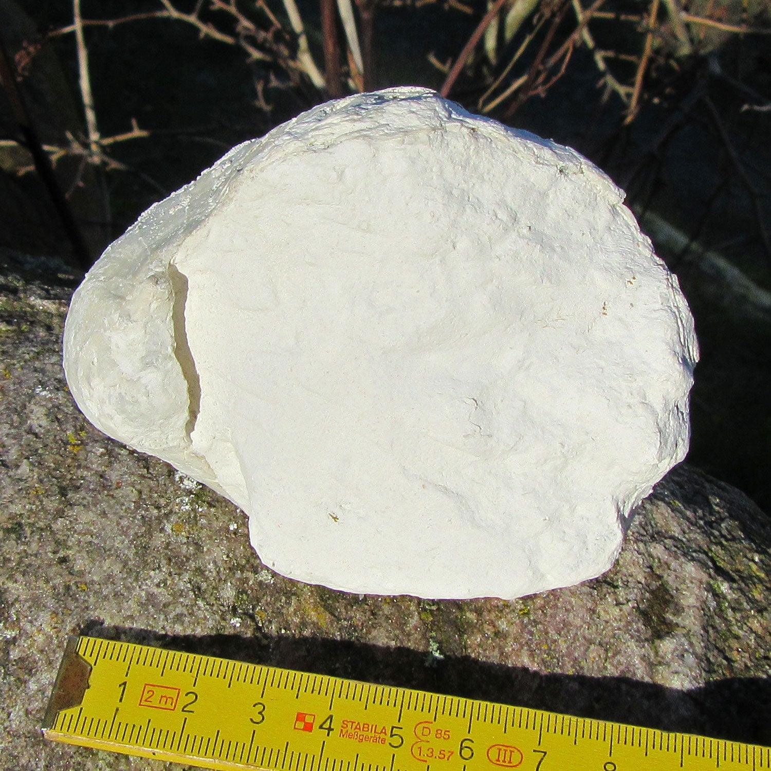 Oberschale einer Dickmuschel auf Kreidematrix, Unikat