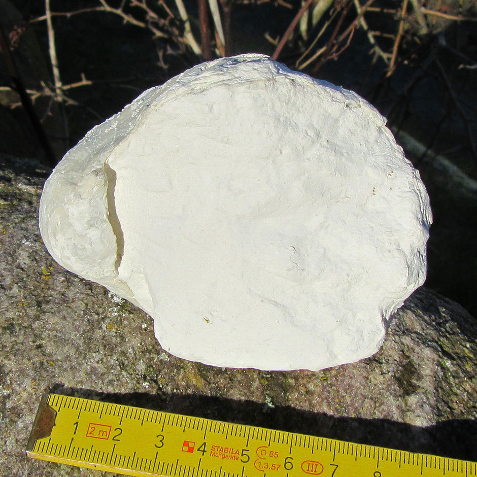 Oberschale einer Dickmuschel auf Kreidematrix, Unikat