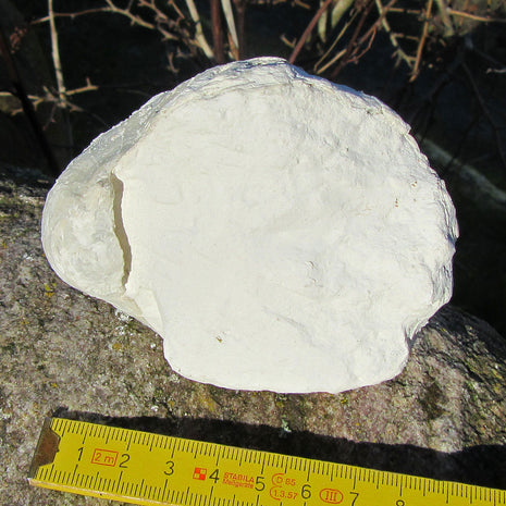 Oberschale einer Dickmuschel auf Kreidematrix, Unikat