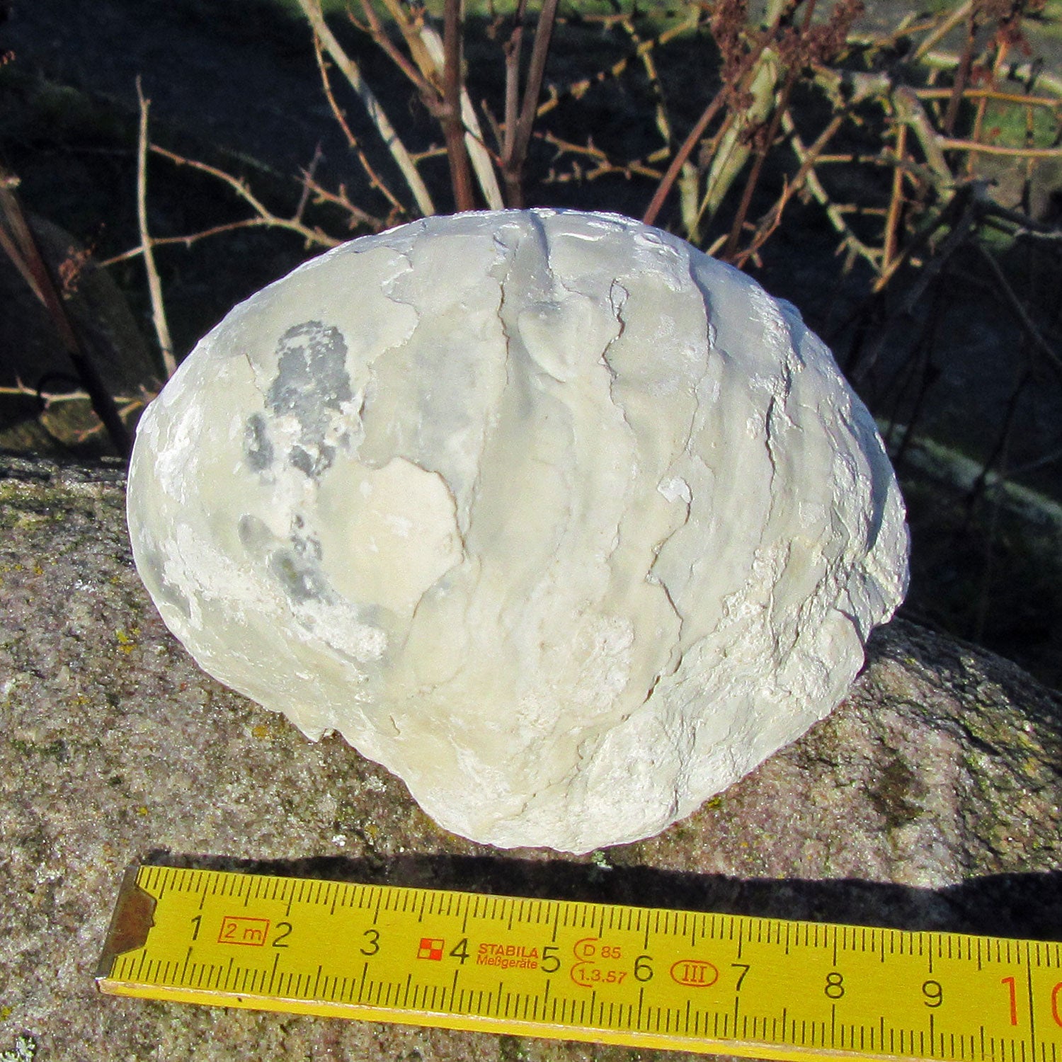 Oberschale einer Dickmuschel auf Kreidematrix, Unikat