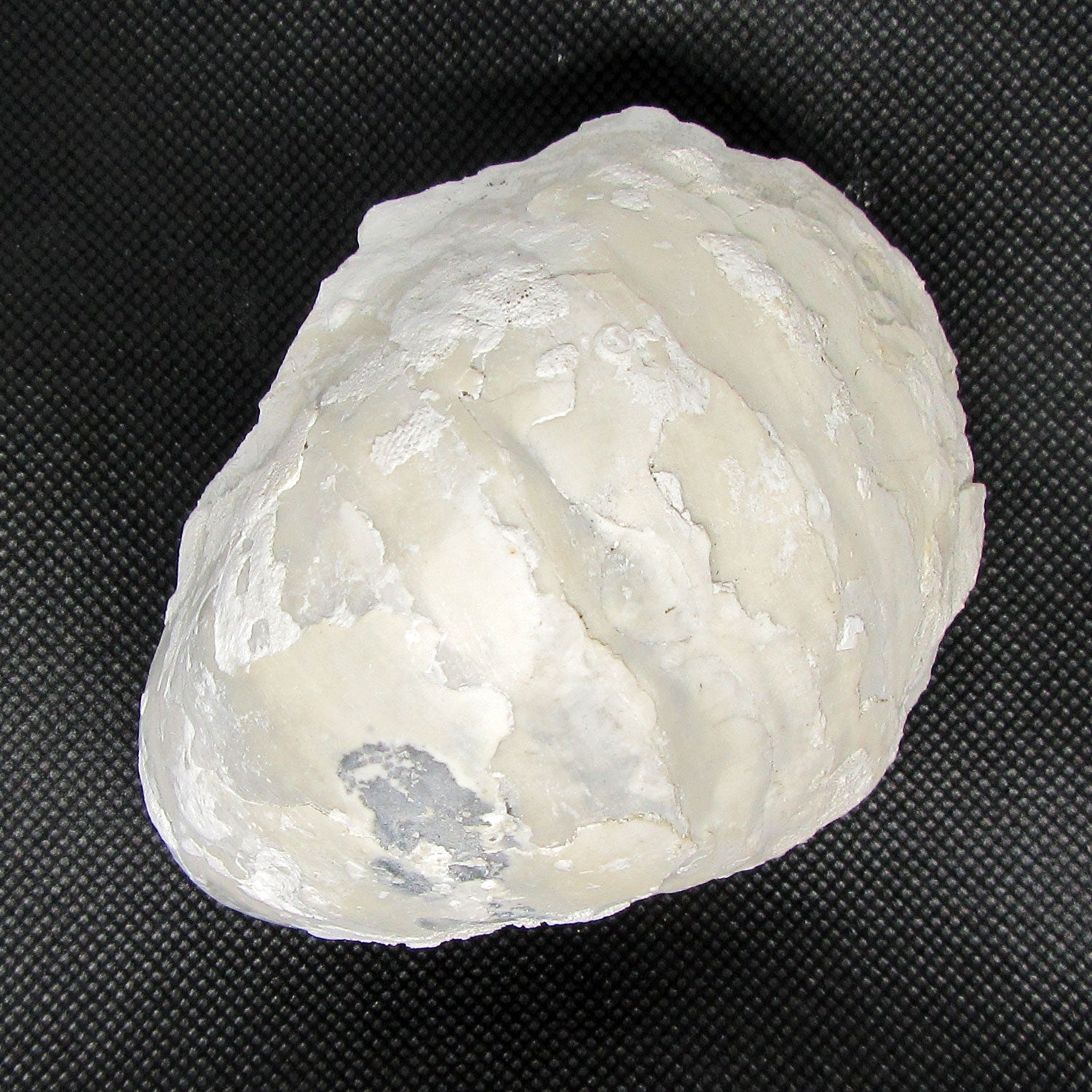 Oberschale einer Dickmuschel auf Kreidematrix, Unikat