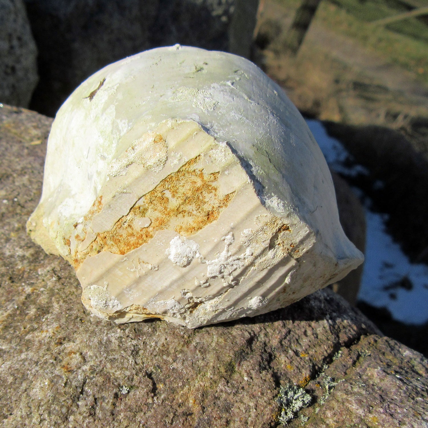 Dickmuschel Auster mit Abdruck und Schalenresten, Unikat