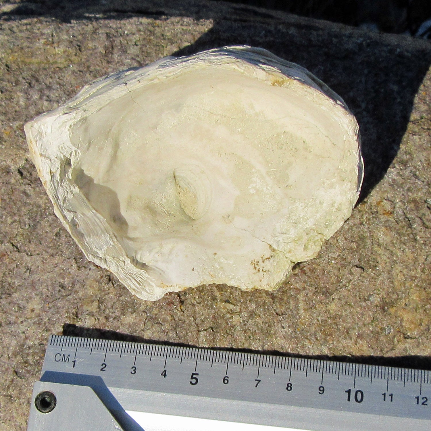 Dickmuschel Auster mit Abdruck und Schalenresten, Unikat