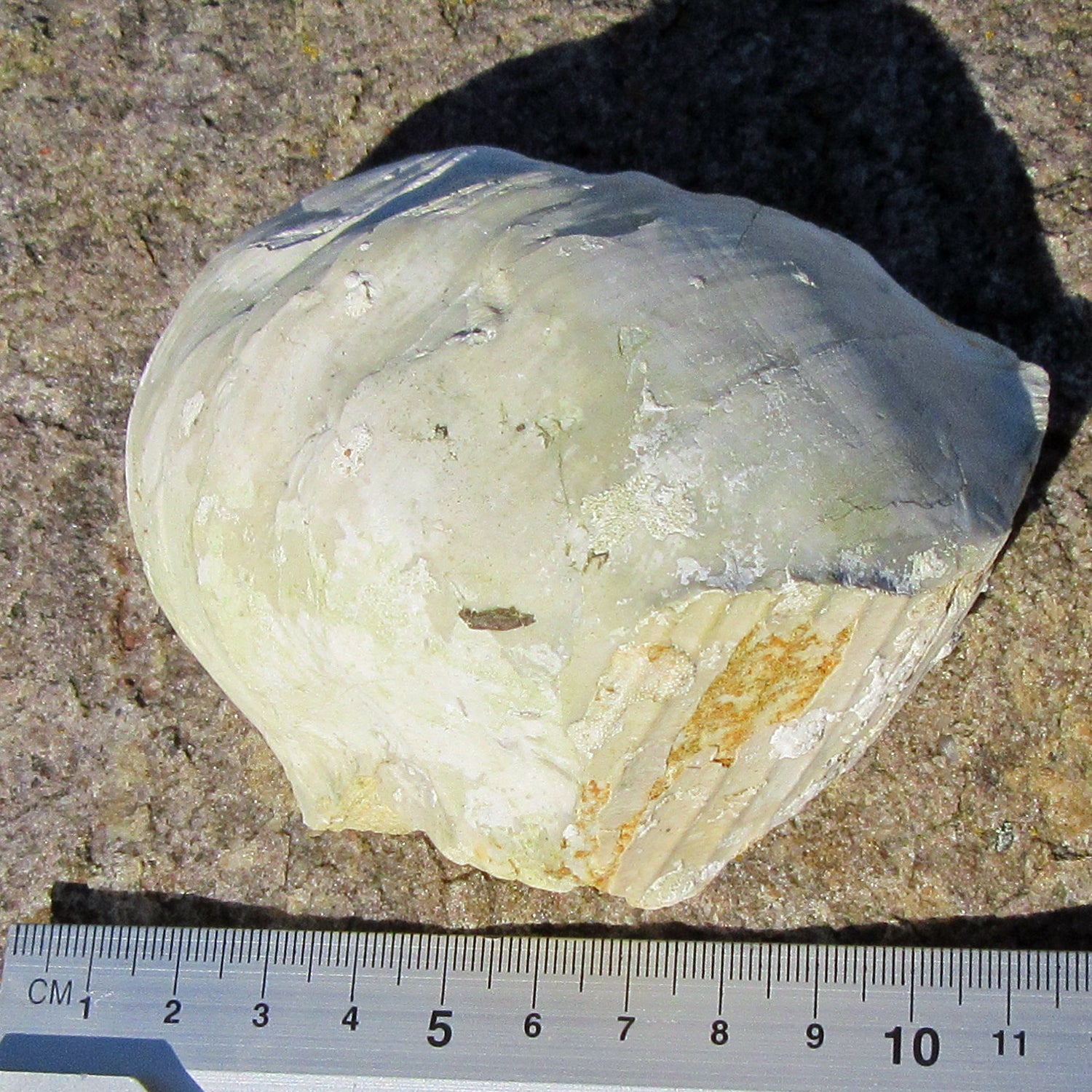 Dickmuschel Auster mit Abdruck und Schalenresten, Unikat