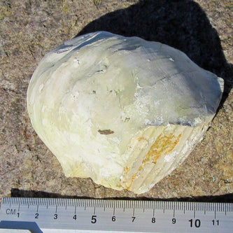 Dickmuschel Auster mit Abdruck und Schalenresten, Unikat