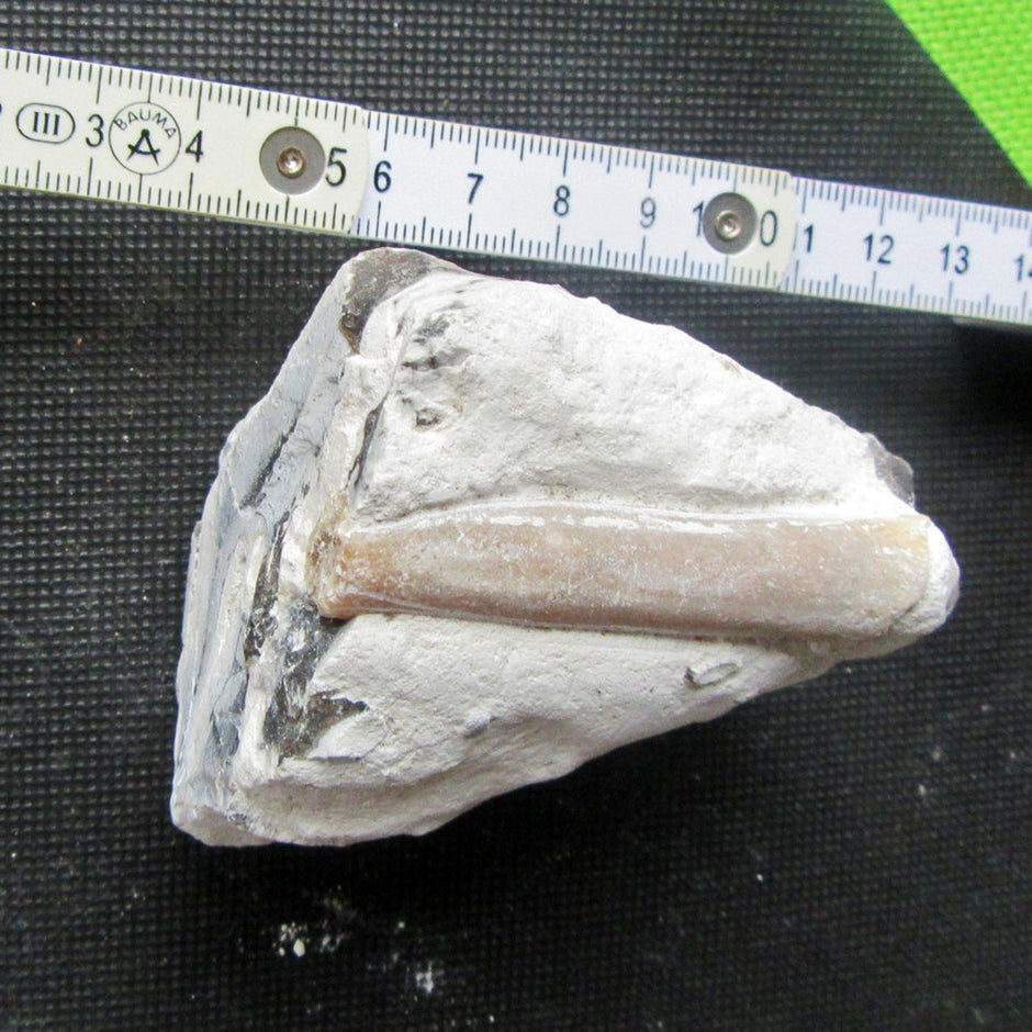 Belemnit Donnerkeil in Feuersteinmatrix, Einzelstück