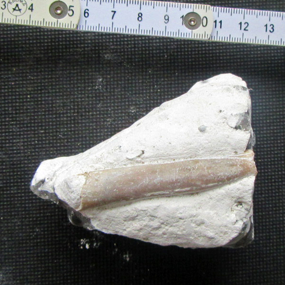 Belemnit Donnerkeil in Feuersteinmatrix, Einzelstück