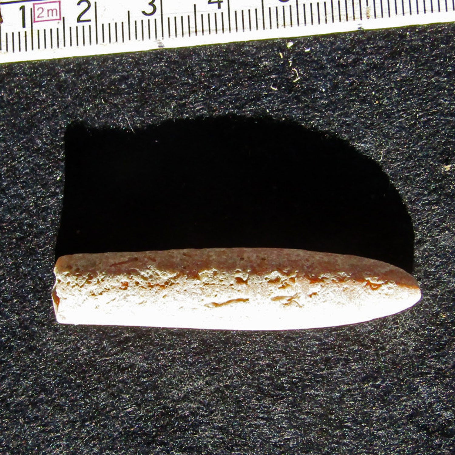 Großer Belemnit Donnerkeil von der Ostsee-Insel Rügen