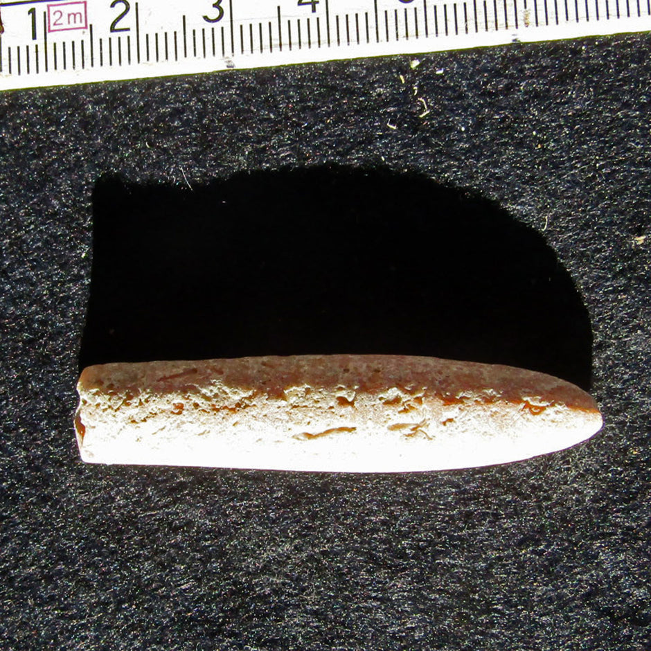 Großer Belemnit Donnerkeil von der Ostsee-Insel Rügen