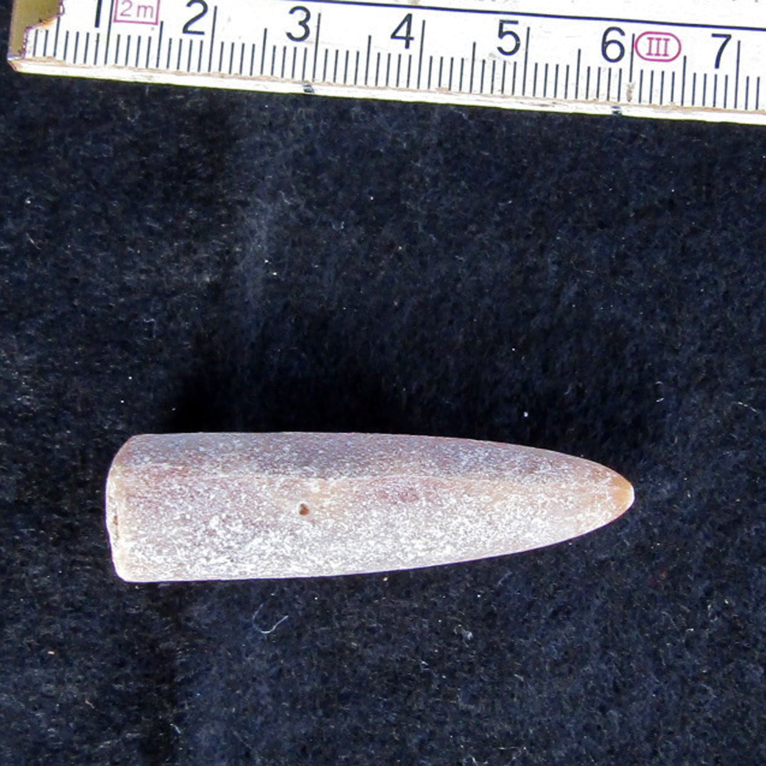 Belemnit Donnerkeil – Einzigartige Spitze von Rügen