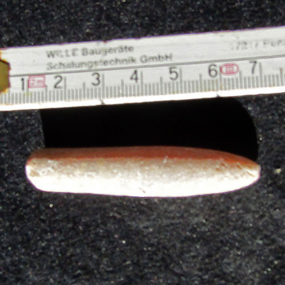 Großer Belemnit Donnerkeil von der Ostsee-Insel Rügen