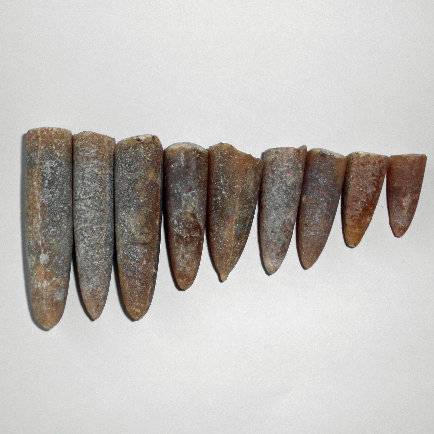 Einzelstück Belemniten-Spitze, Donnerkeil von der Ostsee