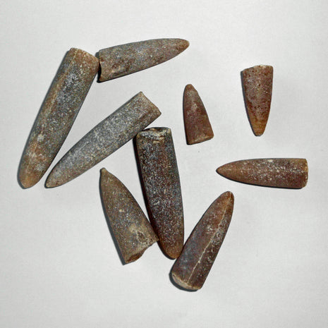 Einzelstück Belemniten-Spitze, Donnerkeil von der Ostsee