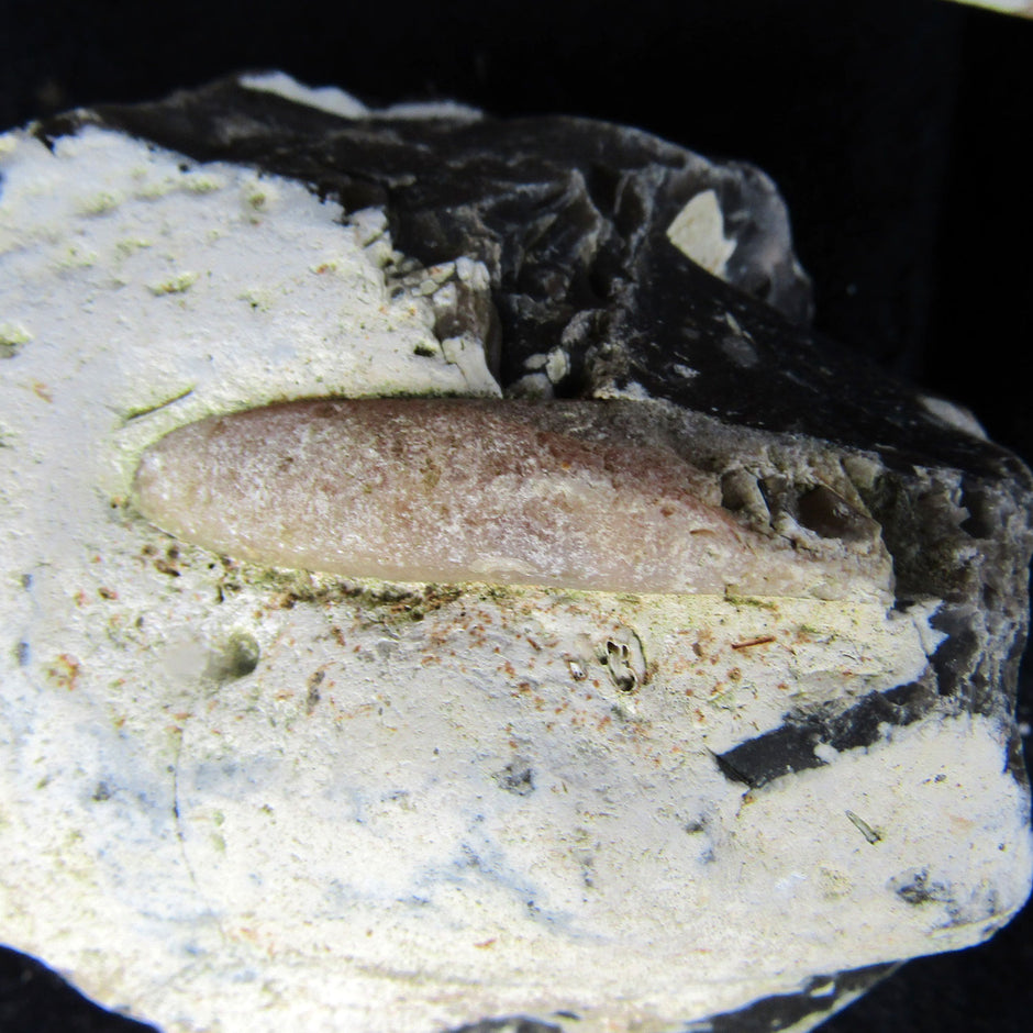 Belemnit Donnerkeil auf Feuerstein, maritim und einzigartig