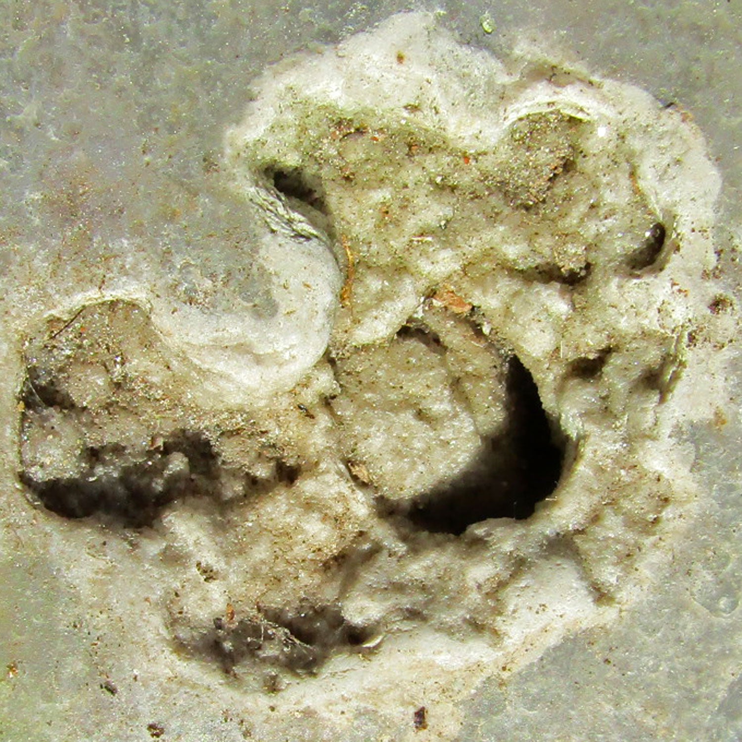 Einzelstück: Große Druse im Feuerstein von Rügen