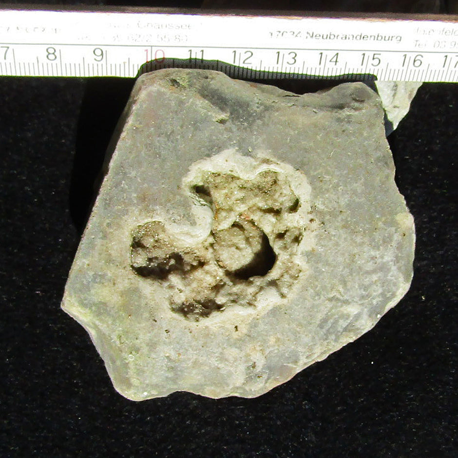 Einzelstück: Große Druse im Feuerstein von Rügen