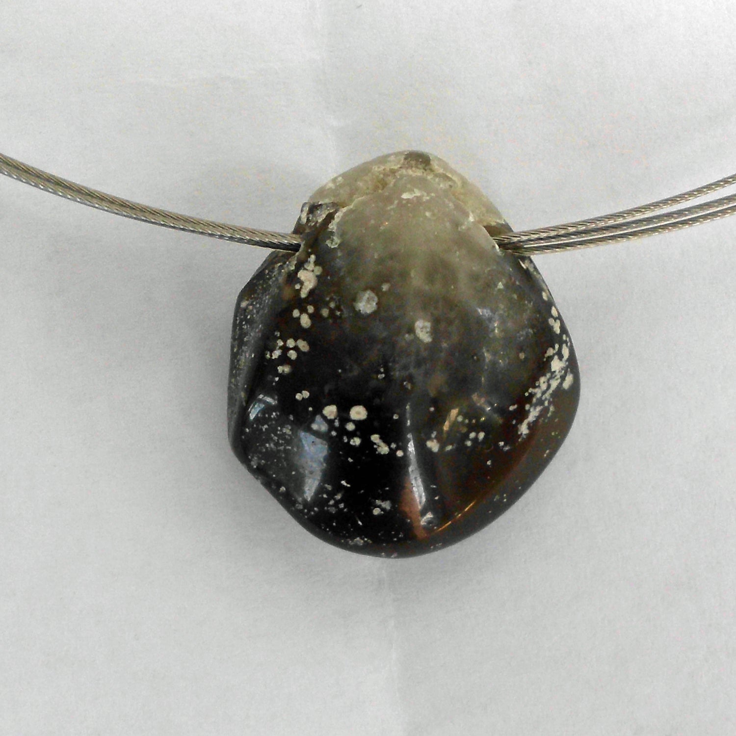 Polierter Brachiopode – Fossil von der Ostsee-Insel