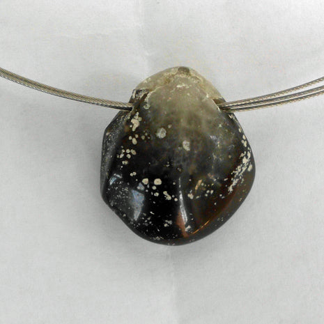 Polierter Brachiopode – Fossil von der Ostsee-Insel