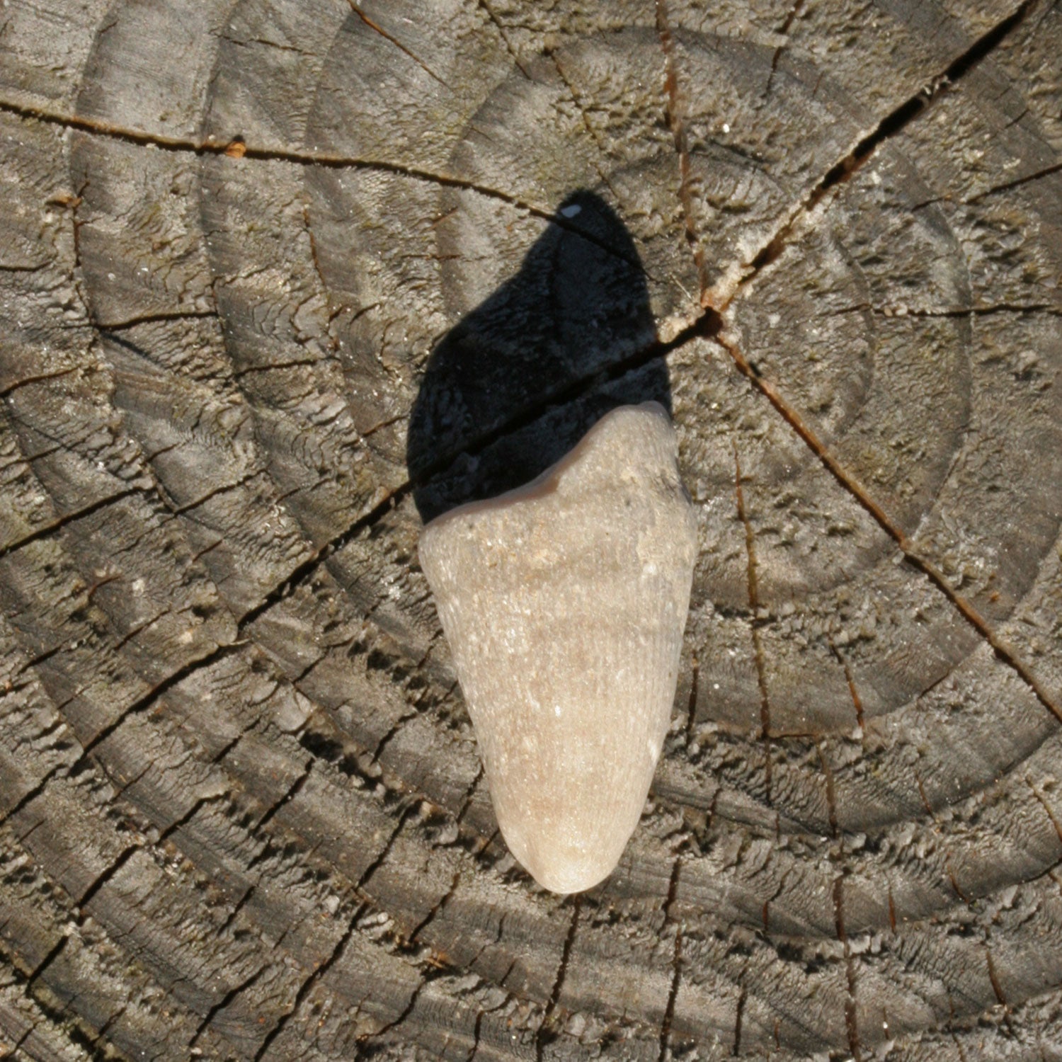 Versteinerte Kuhhornkoralle von der Ostsee-Insel Rügen