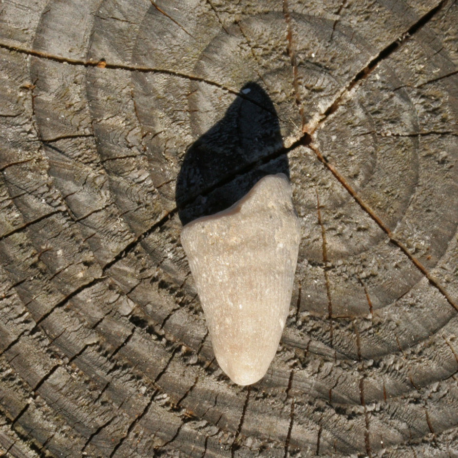 Versteinerte Kuhhornkoralle von der Ostsee-Insel Rügen