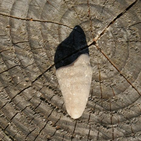 Versteinerte Kuhhornkoralle von der Ostsee-Insel Rügen