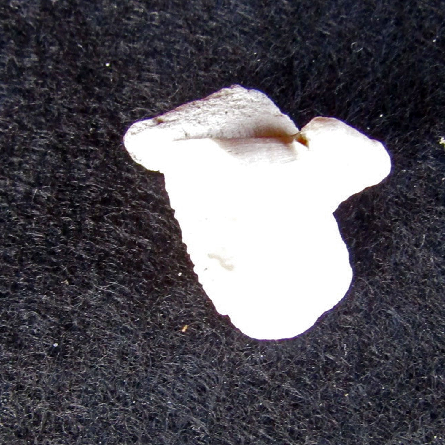 Einzelkoralle Parasmilia aus 70 Millionen Jahren Kreide