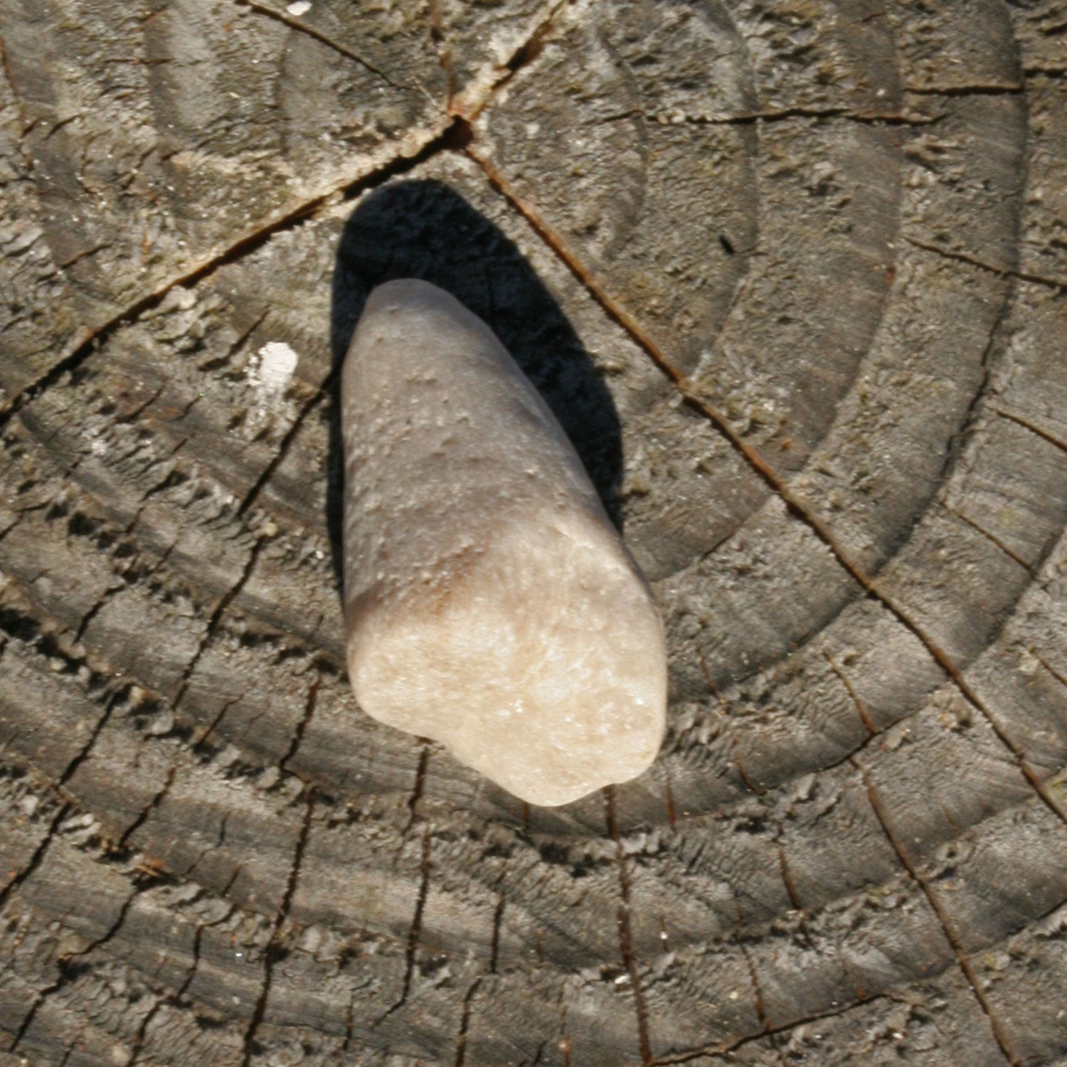 Versteinerte Kuhhornkoralle von der Ostsee-Insel Rügen