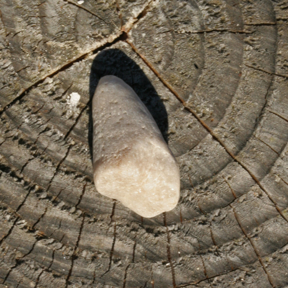 Versteinerte Kuhhornkoralle von der Ostsee-Insel Rügen